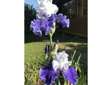 ������ ������ 250 ���