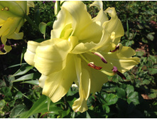 ����� ������� ���( ����� �����)