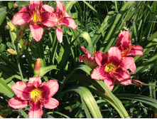 ��� ������