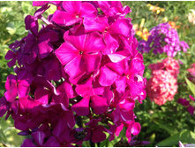 ��������� �������