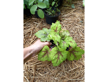 ����������� viber 2021-07-02 07-02-33-464.jpg