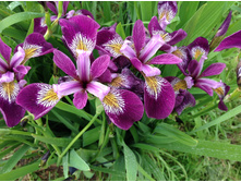 ������ ������