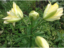 ����� ������� ���( ����� �����)