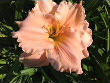 ������� �������