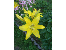 ����� ������ ������� - 70 � - �������� (1 ��)