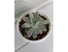 IMG 20210727 150543[1].jpg