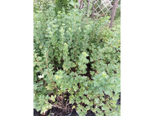 ����������� viber 2021-07-21 14-09-28-610.jpg