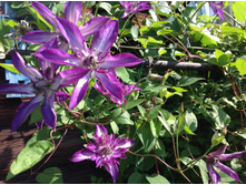 ����� ����