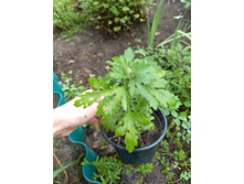 ����������� viber 2021-07-02 07-03-02-975.jpg