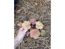 ����������� viber 2021-07-02 07-02-40-479.jpg