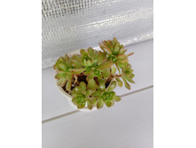 IMG 20210727 151050[1].jpg