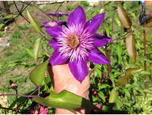 ������ ���