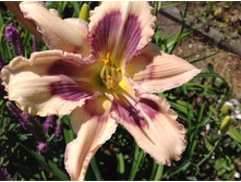 ���� �����