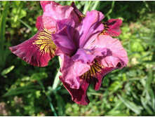 ���� ����