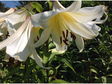 ����� ��� ��