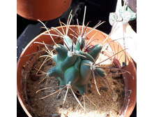 GLANDULICACTUS uncinatus
