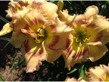 ������ ����