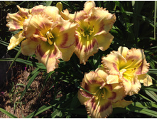 ������ ����