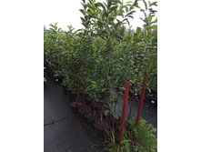 ����������� viber 2021-07-21 14-12-08-744.jpg