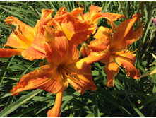 ������� �����