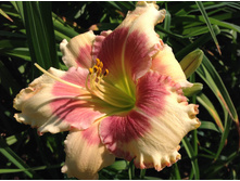 ������ ��������