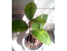 IMG 20210710 145037.jpg