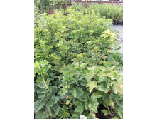 ����������� viber 2021-07-21 14-09-39-543.jpg