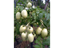 IMG 20210721 181705.jpg