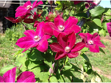 ��� ��������