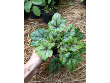 ����������� viber 2021-07-02 07-02-34-463.jpg