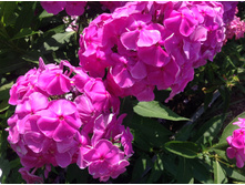 ����� ����