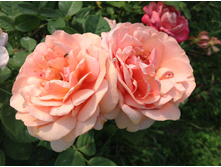 ������ �����