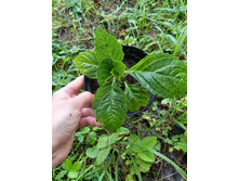 ����������� viber 2021-07-02 07-04-24-515.jpg