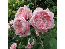 ���� ����� 2008( ����������������) 150��� � ������� 1.jpeg