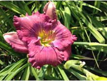 �������� ��� ����