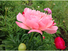 ���� ����� �������