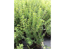 ����������� viber 2021-07-21 14-08-46-877.jpg