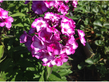 ���� ������ �������