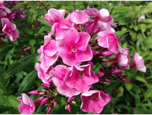 ����� ��������