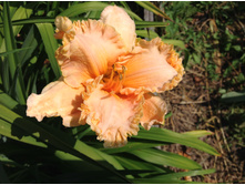 �������� ��������