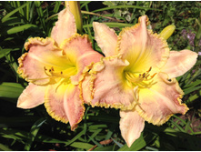 ������ ������