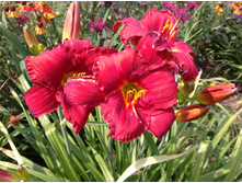 ������ ����