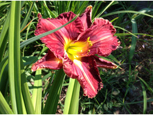 ���������  ���� ������