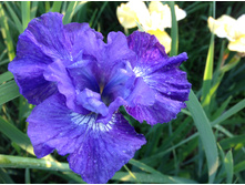 �������� �����