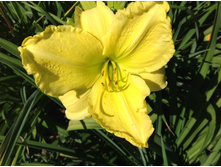 ��� �����