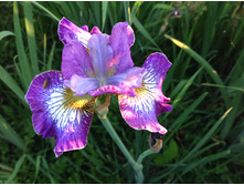 ��� ��������