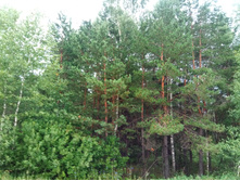 20210703 �600 ���������������� 073918.jpg