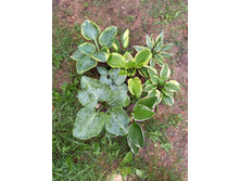 ����������� viber 2021-07-02 07-02-28-119.jpg