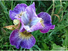 ������� �����