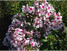 ��������� �����